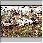 Click to see ms12Resized.jpg