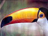 Click here to see photos of the San Diego Zoo