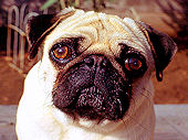 Click here to see photos of Buster the pug.