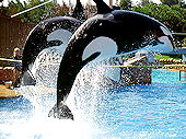 Click here to see photos of Sea World.