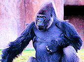 Click here to see photos of the San Diego Wild Aminal Park.