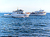 Click here to see photos of whale watching.