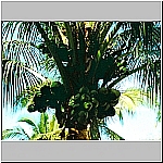 Click to see cmpb29Resized.jpg