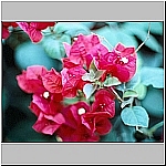 Click to see cmpb62Resized.jpg