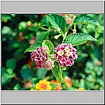 Click to see cmpb63Resized.jpg